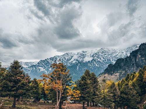 Imagine de stoc gratuită din arbori, iarnă, în aer liber