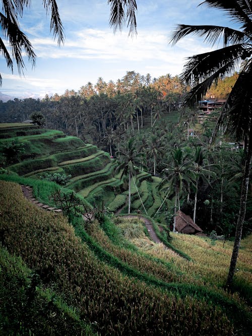 Ilmainen kuvapankkikuva tunnisteilla bali, indonesia, kookospalmut