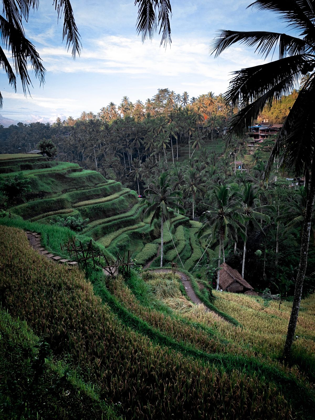 Bali 4