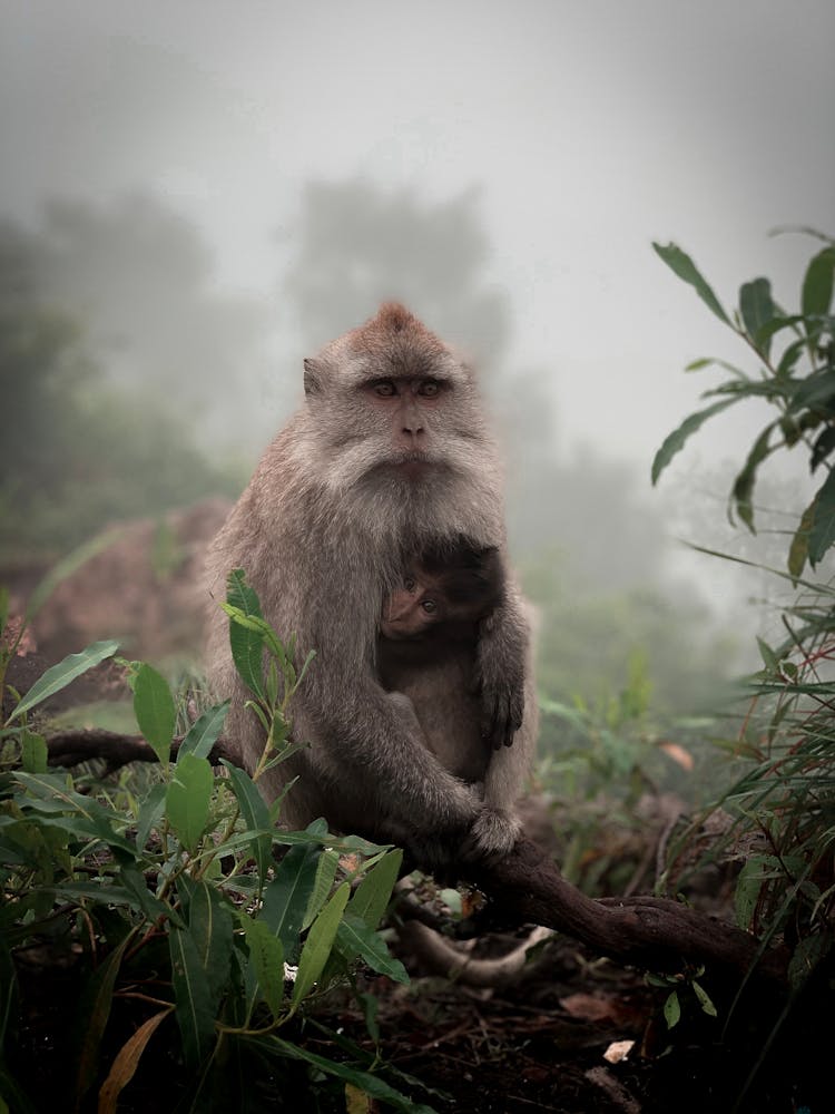 Close-Up Photo Of Monkeys Near Leaves