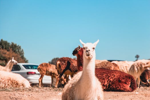Llamas relaxing in a sunny rural countryside setting, surrounded by nature and clear skies.