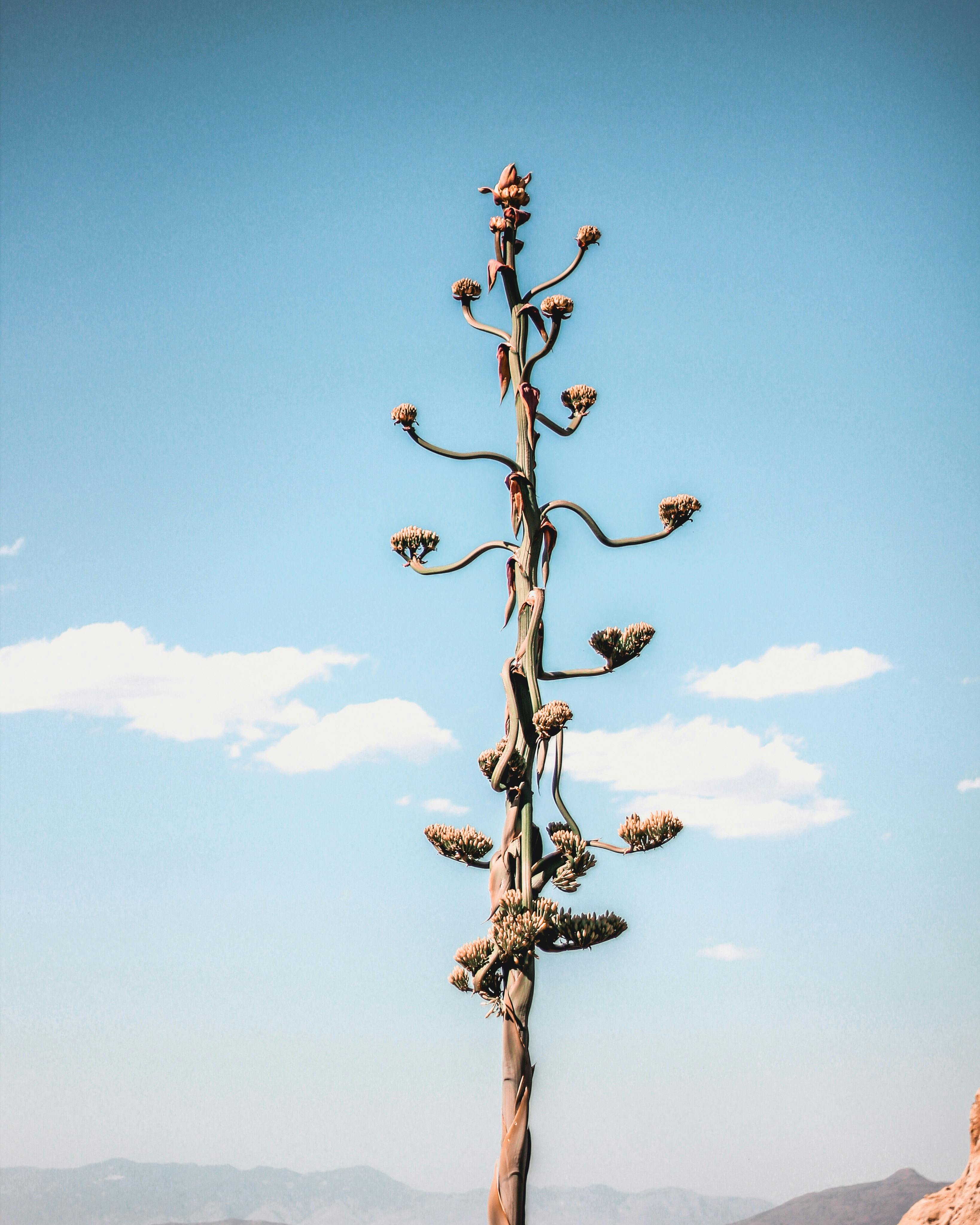 一株高耸的龙舌兰植物映衬着充满活力的蓝天，展现出自然之美与生命的生长
