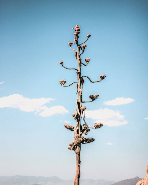 Brown Leaf Tree