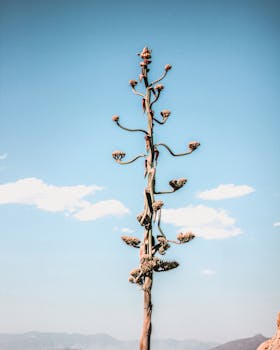 一株高耸的龙舌兰植物映衬着充满活力的蓝天，展现出自然之美与生命的生长