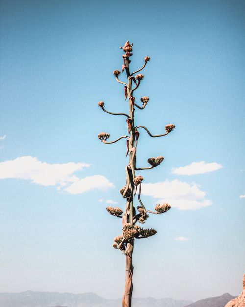Free A towering agave plant against a vibrant blue sky, showcasing natural beauty and growth. Stock Photo