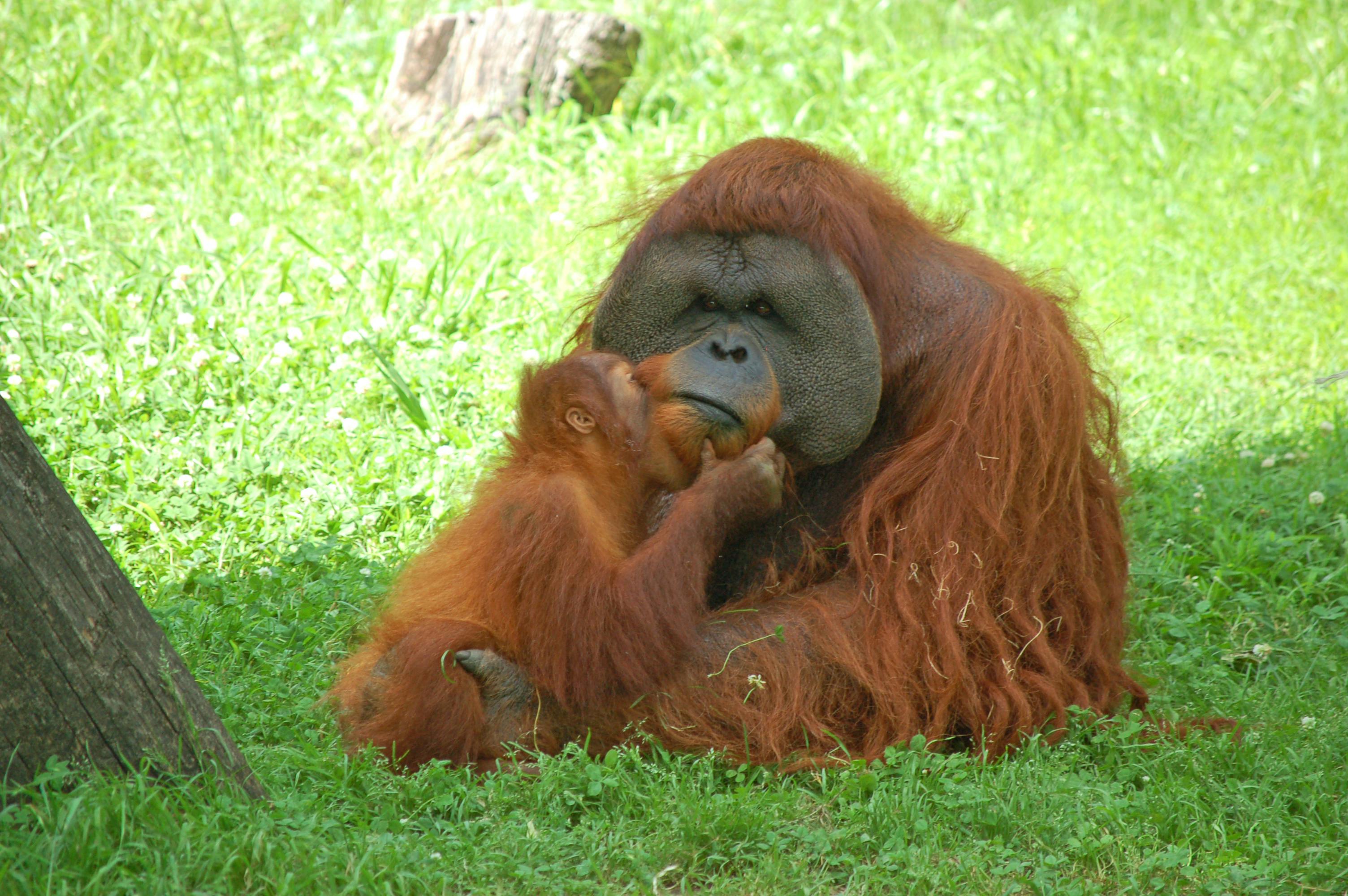 Free stock photo of animals, apes, baby orangutan