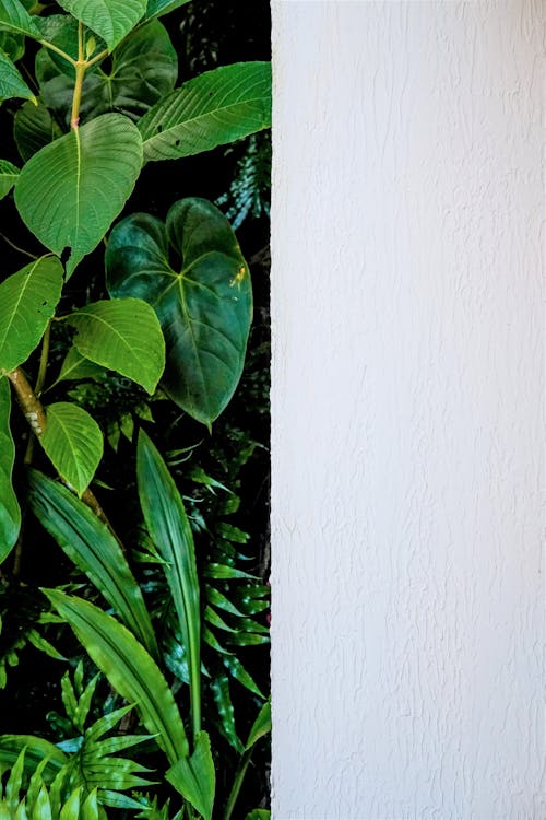 Lush Vegetation Around the Corner of the Building