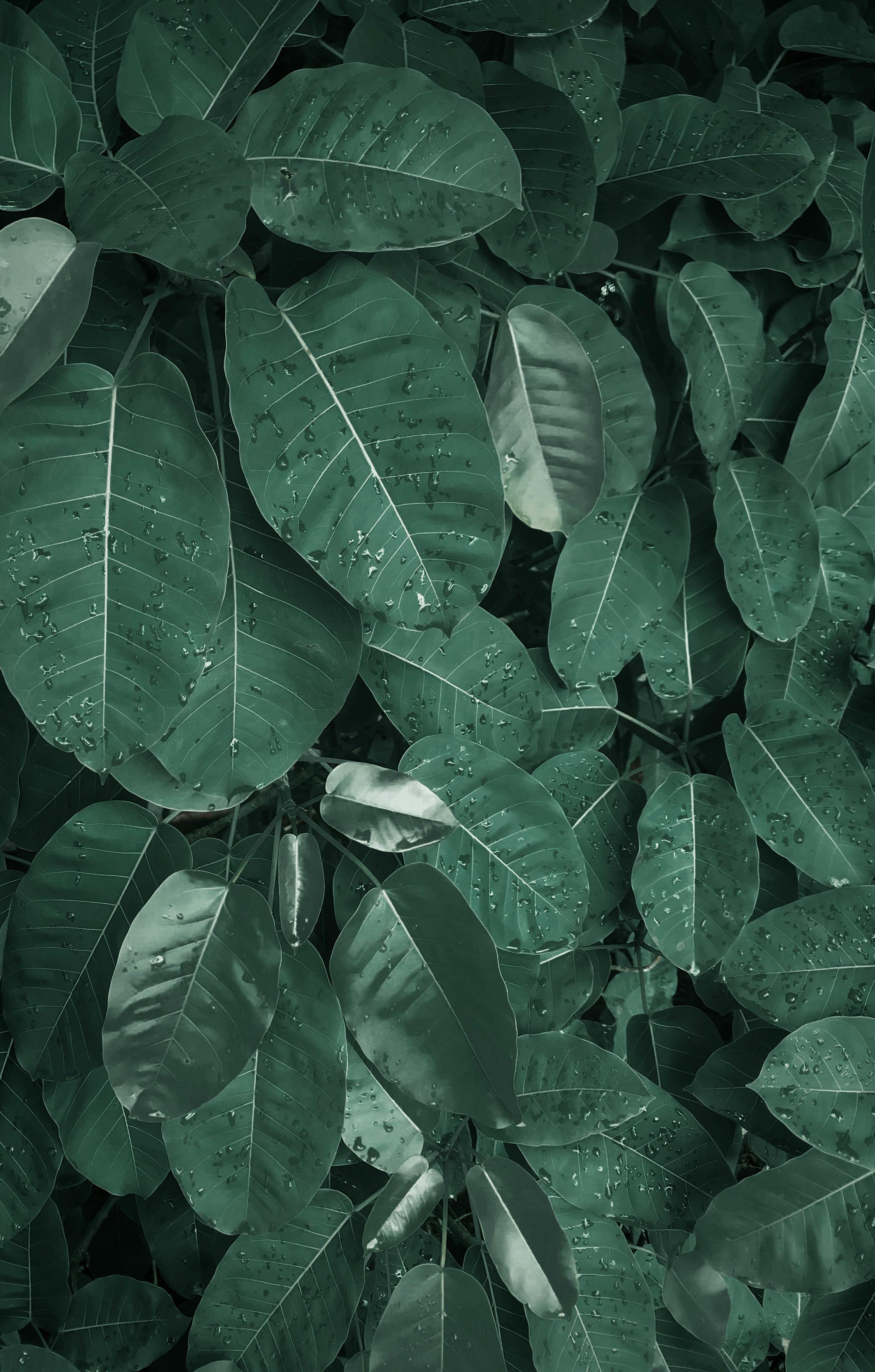 Close-up of lush, green tropical leaves with raindrops, creating a fresh, natural feel.