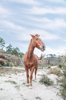 一匹美丽的棕色马优雅地矗立在沙地上，四周是郁郁葱葱的自然风光，头顶是多云的天空