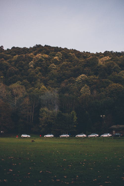 Photo of Cars Parked Near Tall Trees