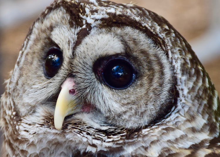 Barred Owl Head