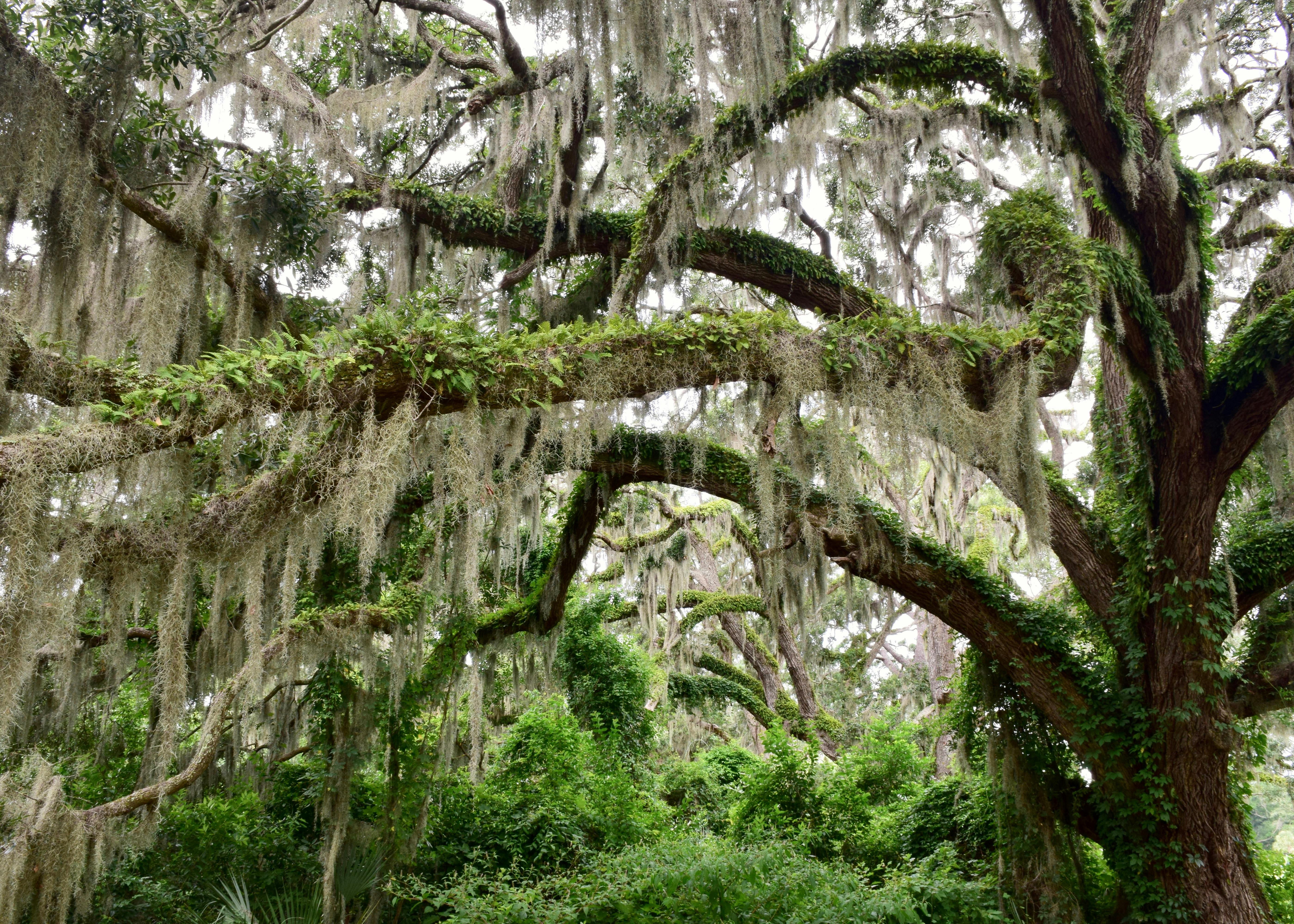 spanish moss download free