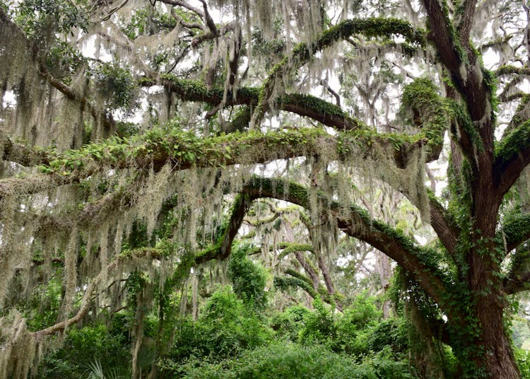 Old Tree Branches Covered With Moss