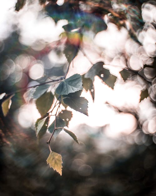 무료 잎의 선택적 초점 사진 스톡 사진