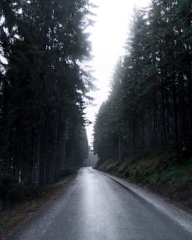 一条宁静的空荡荡的道路，在阴沉的天空下蜿蜒穿过茂密的松林
