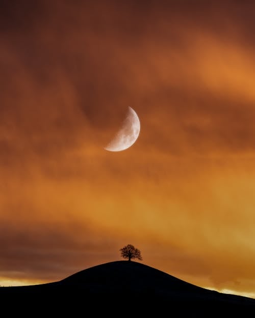 Silhouette Of Tree under Half Moon