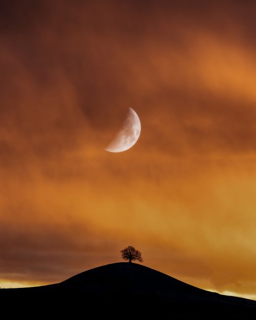 Stunning twilight scene featuring a half moon over a silhouetted tree on a hill, creating a dramatic sky in Hirzel.