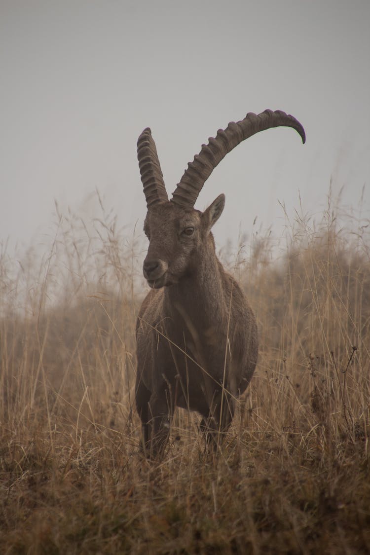 Feral Goat