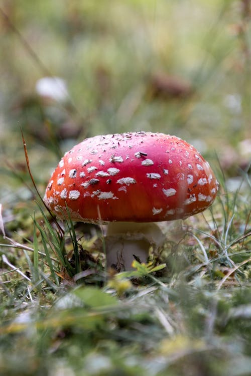 Free stock photo of autumn, fly agaric, mushroom