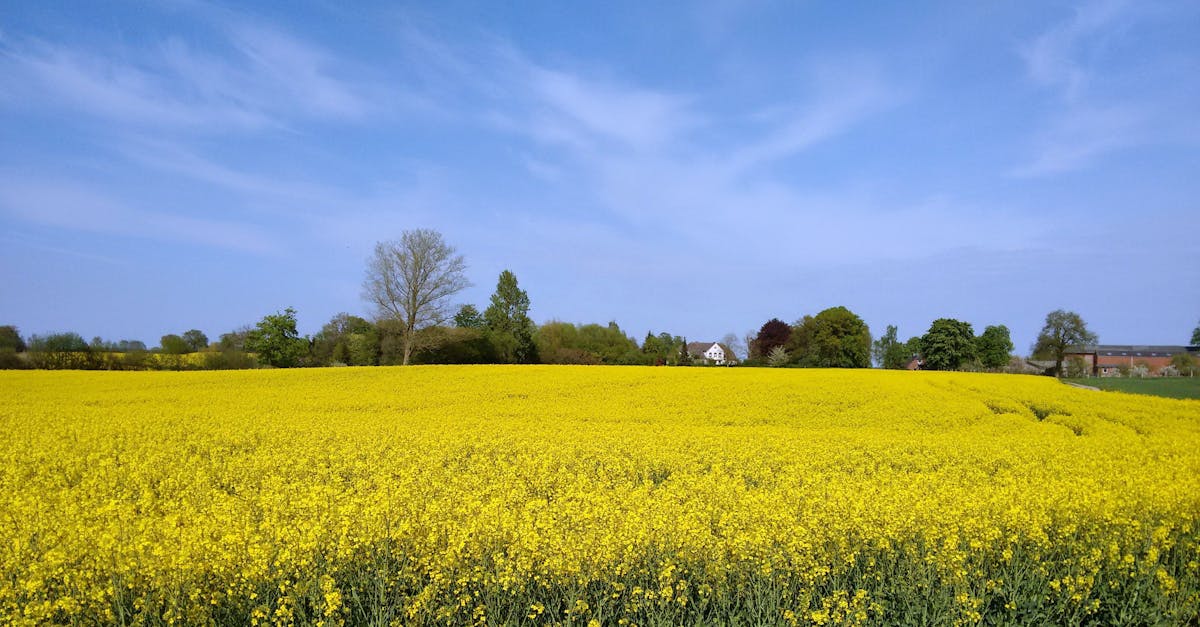 Free stock photo of agricultural, blue, canola field