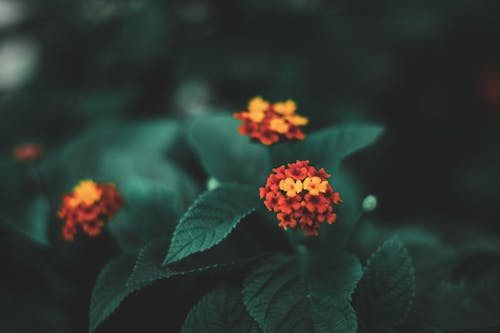 Kostenlos Westindische Lantana Mit Roten Blütenblättern Stock-Foto
