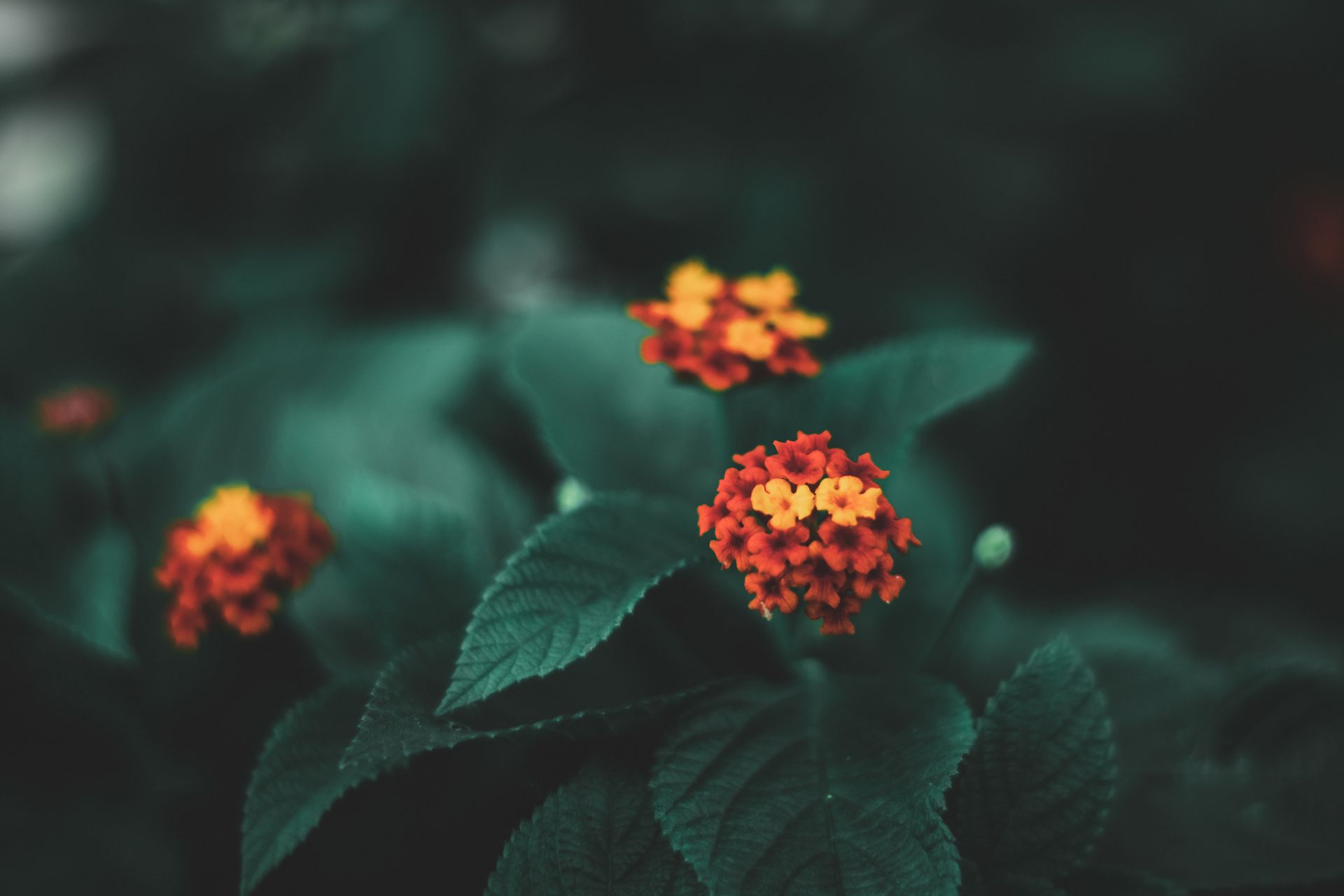 Close-up of colorful Lantana flowers in a Kolkata garden with lush green leaves, showcasing natural beauty.