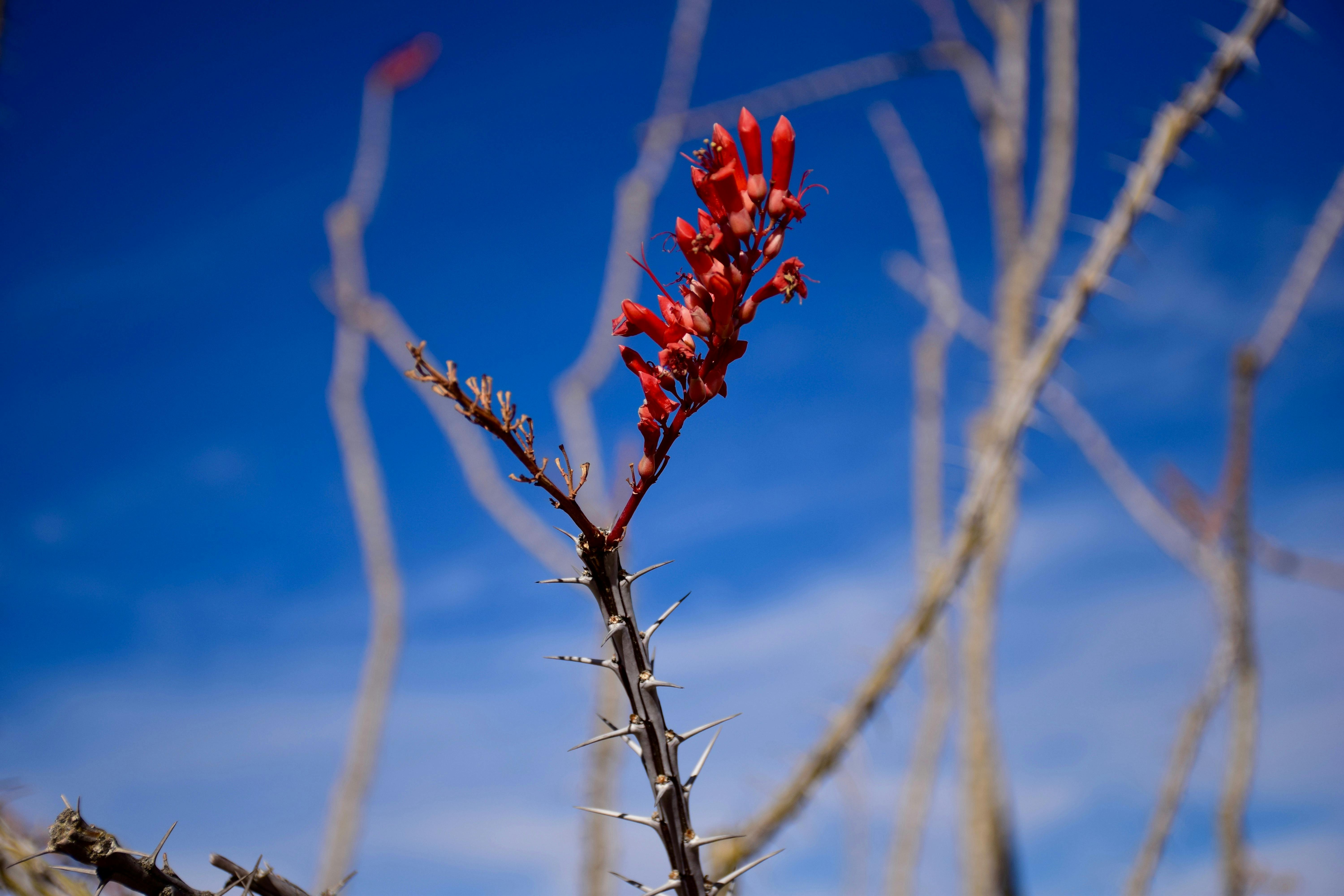 Free stock photo of flowering ocotillo, flowers, ocotillo
