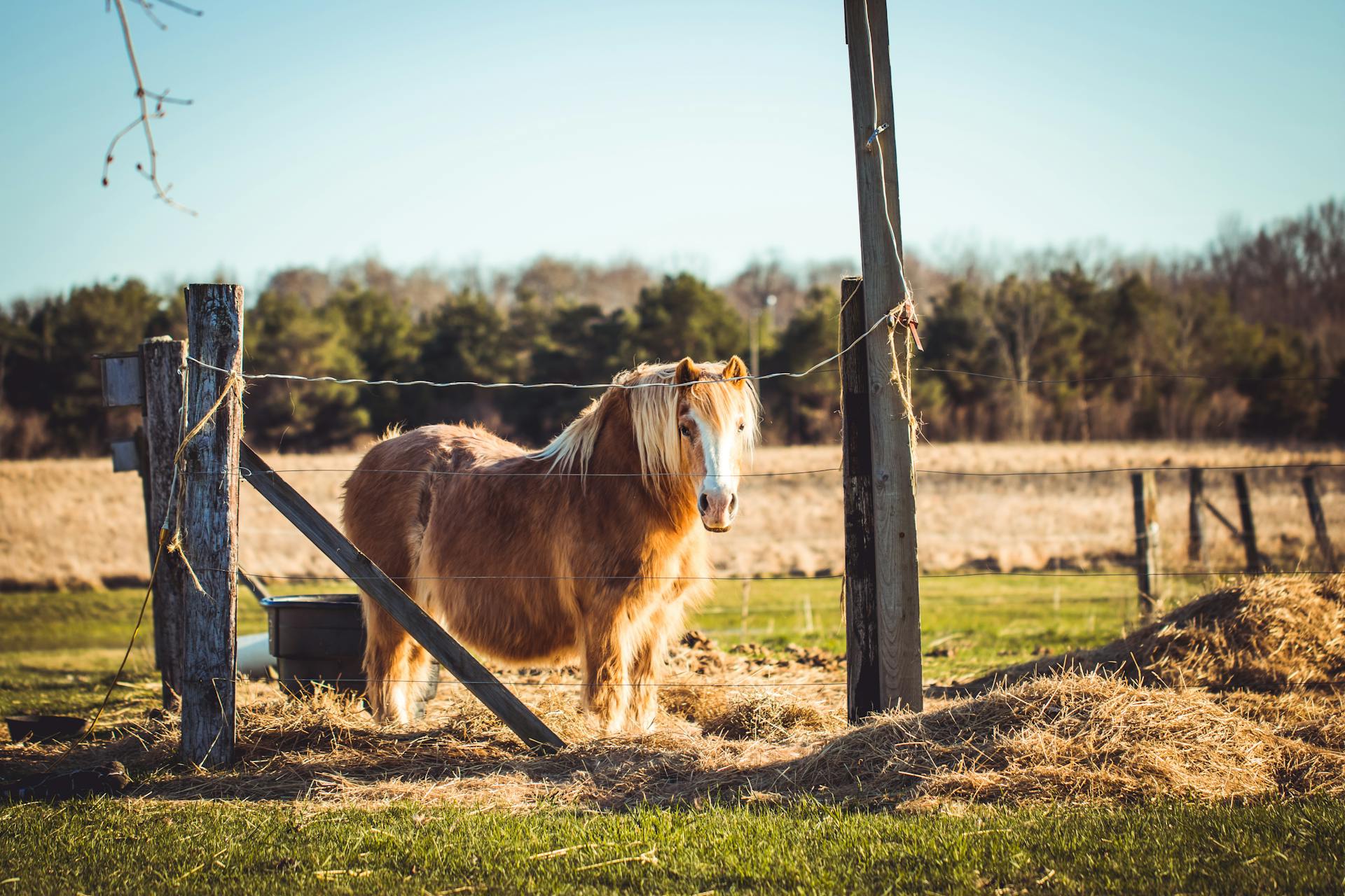 Foto av brun Shetlandponny på fältet