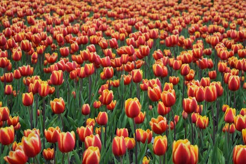Foto Van Red Tulip Field