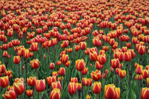 gratis Foto Van Red Tulip Field Stockfoto