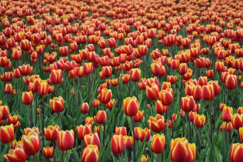 ảnh Về Cánh đồng Hoa Tulip đỏ