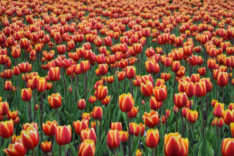 tulip field spring delivery Hungary
