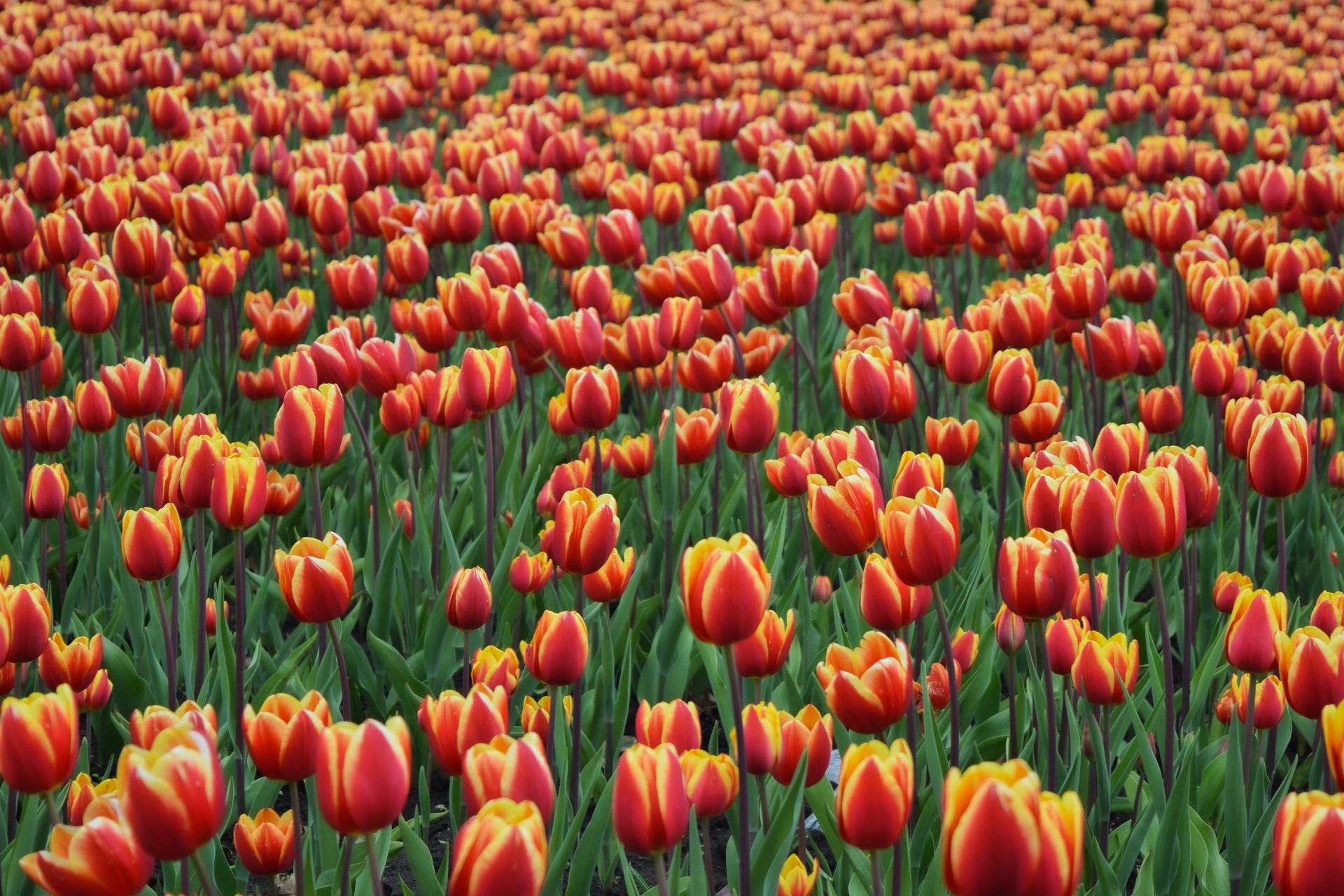 Vibrant field of red and yellow tulips blooming in spring sunlight