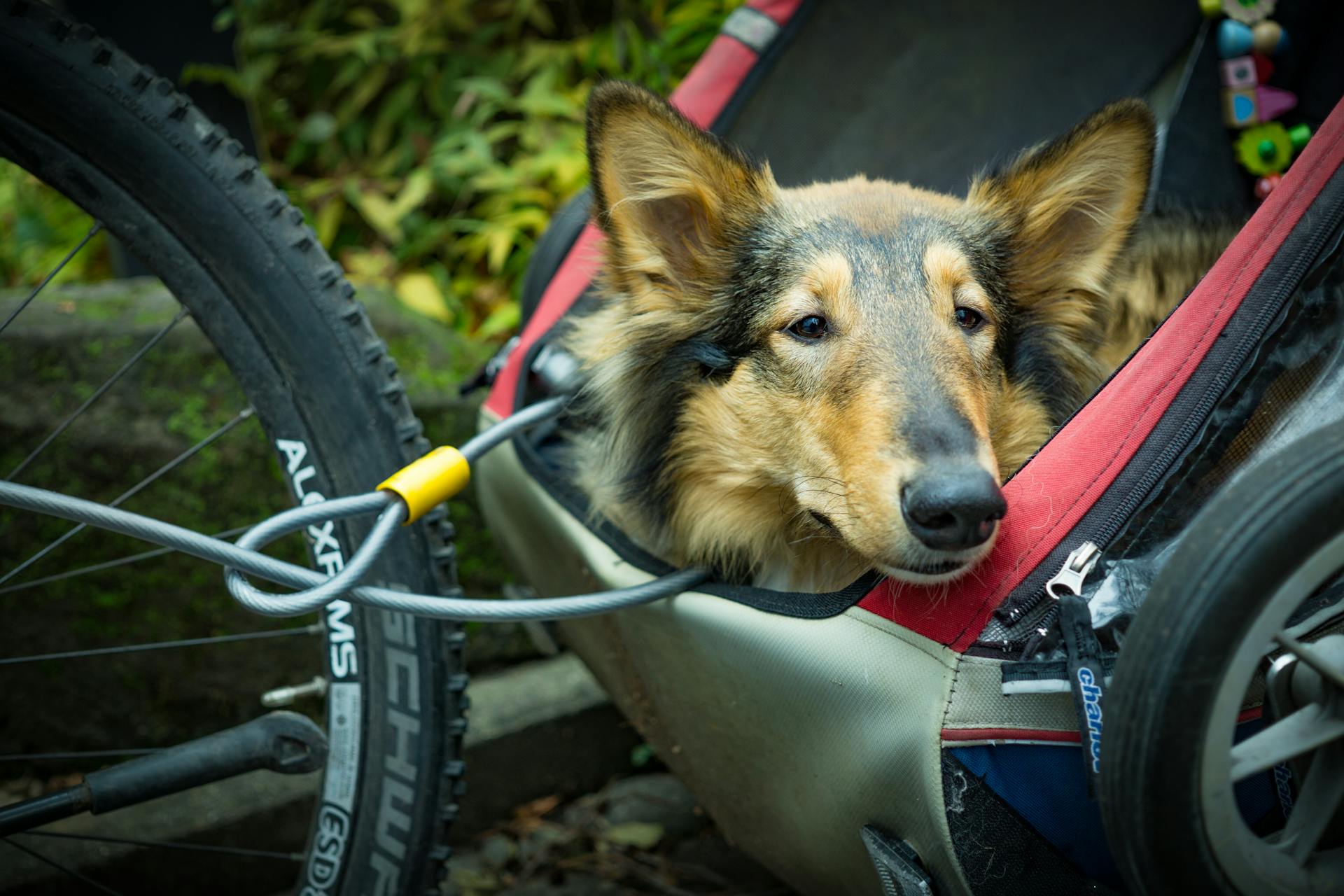 Adult Black and Tan Rough Collie