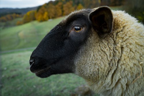 Brown Sheep In Tilt Shift Lens Photography