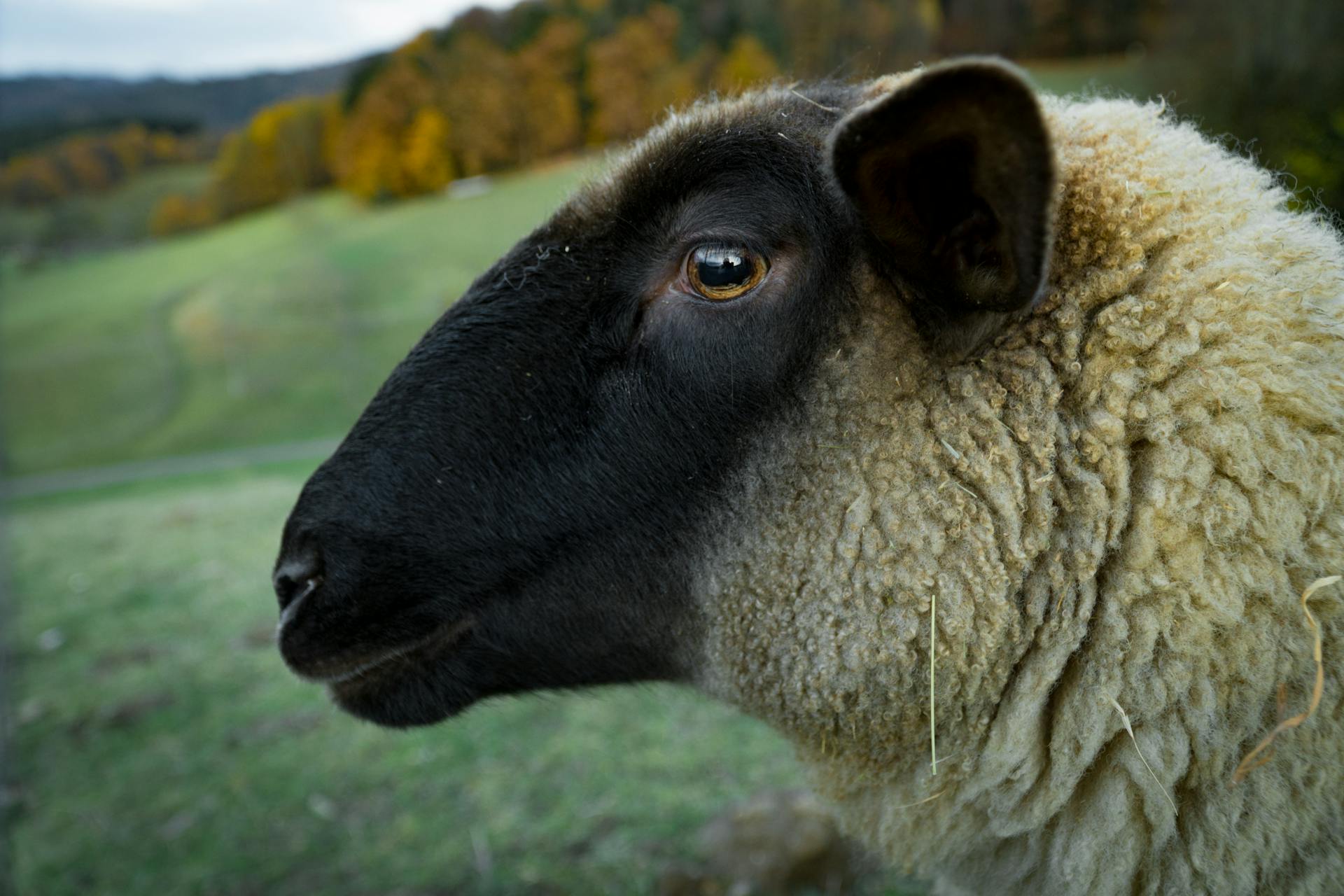 Brown Sheep in Tilt Shift Lens Photography