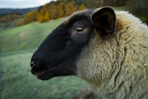 Brown Sheep in Tilt Shift Lens Photography