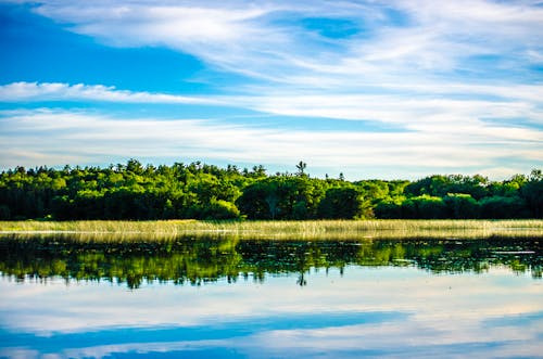 Árboles De Hojas Verdes Cerca Del Río