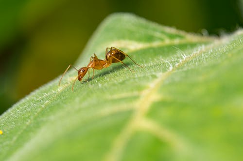 Image result for ant on a leaf Pinterest