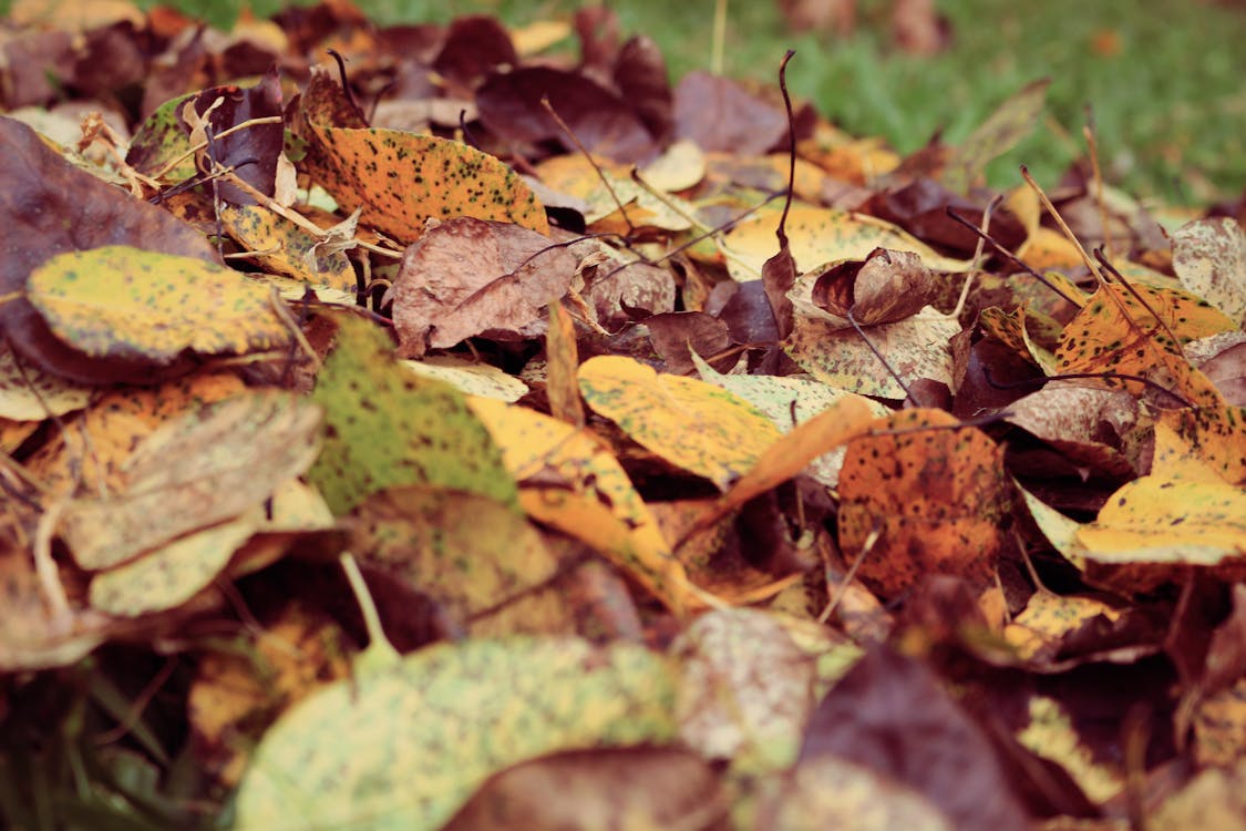 Free Dried Leaves on Grass Field Stock Photo
