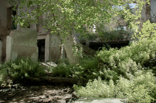 Free stock photo of abandoned, abandoned building, plants Stock Photo