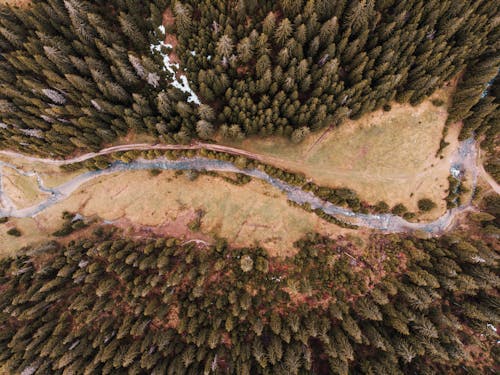 Kostenlos Luftaufnahme Von Bäumen Stock-Foto