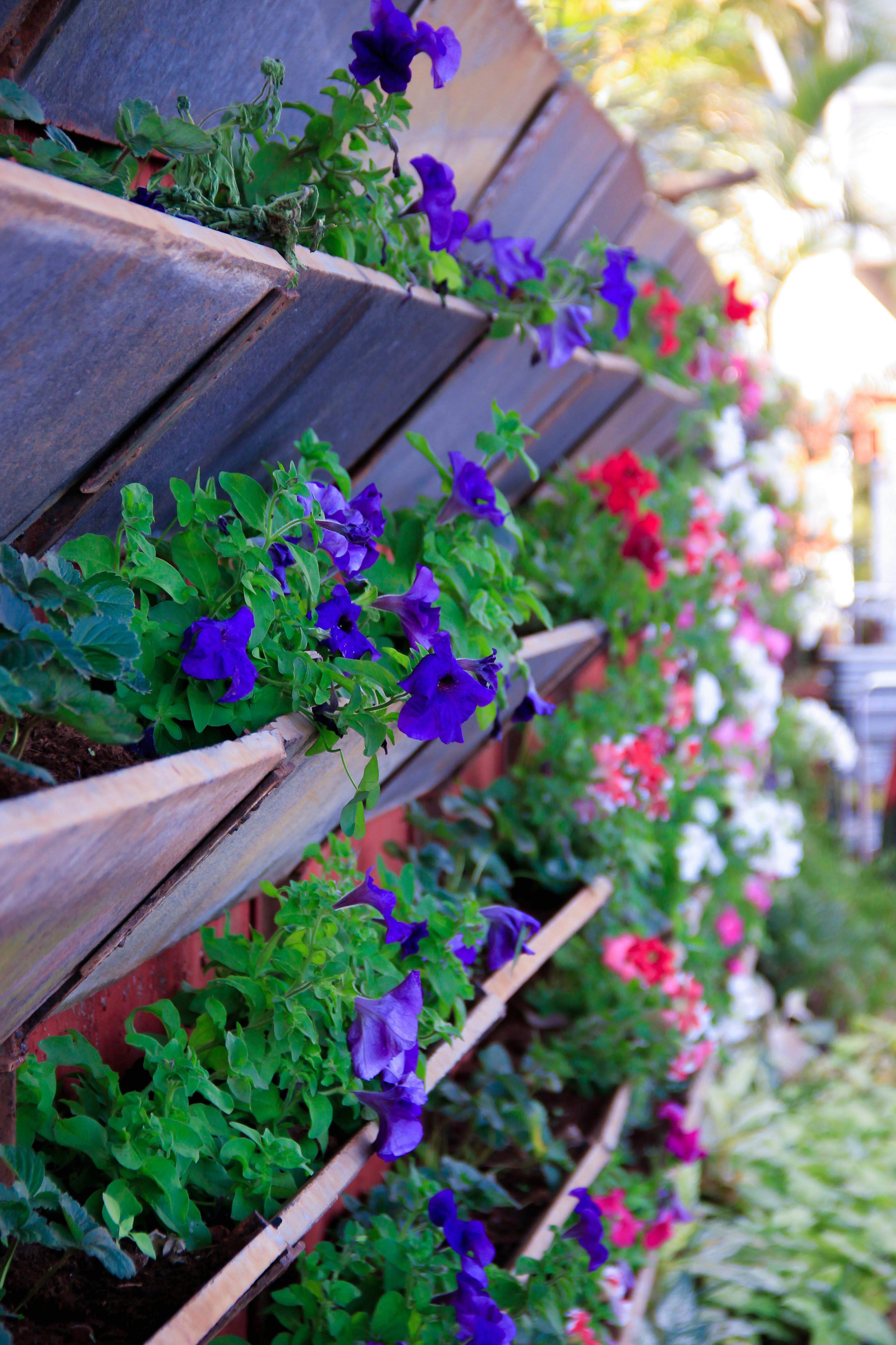 Free Stock Photo Of Blue Flowers Flower Garden Flower Wallpaper