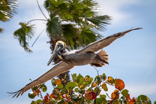Kostnadsfri bild av brun pelikan, djur, fågel