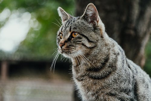 Close-Up Photo of Tabby Cat