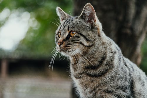 虎斑猫的特写照片