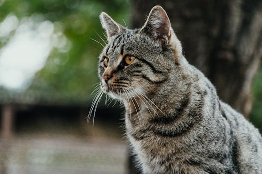 一只虎斑猫的户外特写，展现了它充满活力的皮毛和警觉的举止