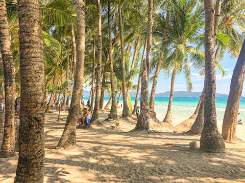 Free Photo of Palm Trees During Daytime Stock Photo