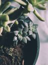 高质量特写的盆栽多肉植物在自然光线下