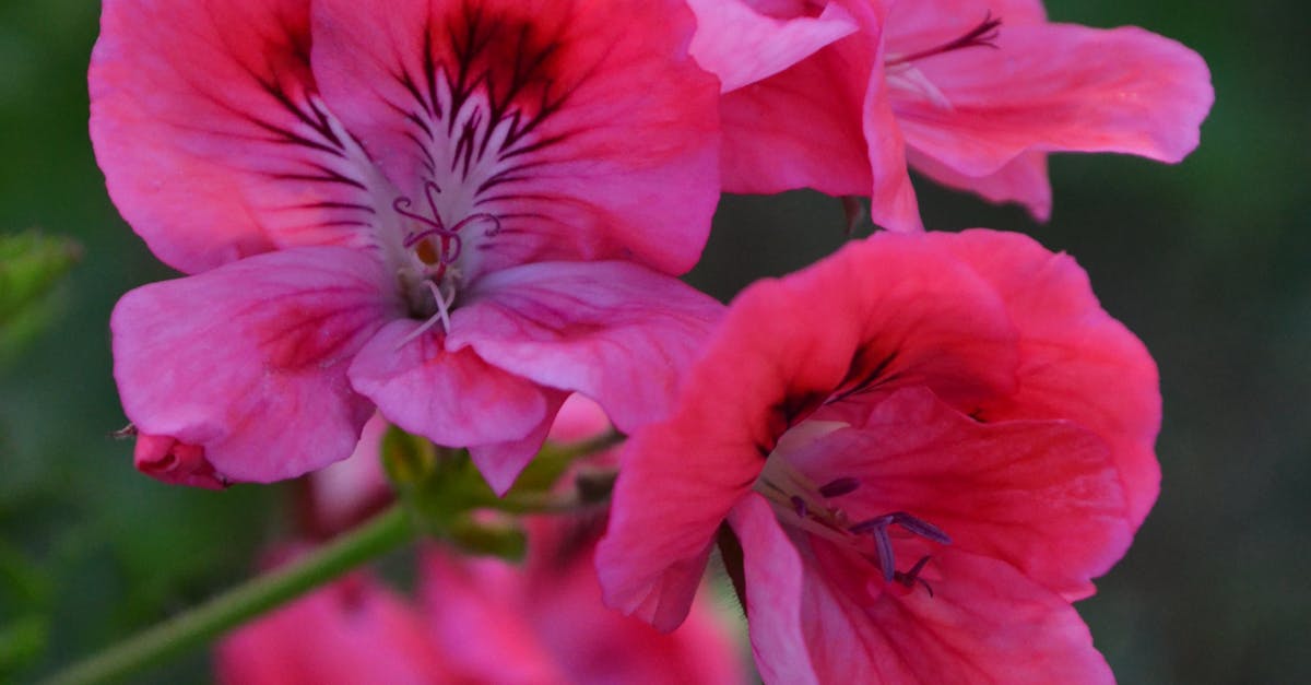 Free stock photo of beautiful, beautiful flowers, bellflower